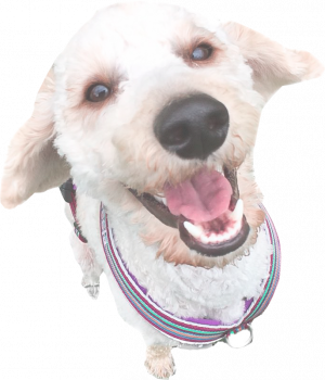 Der Pudel Leela schaut lachend in die Kamera